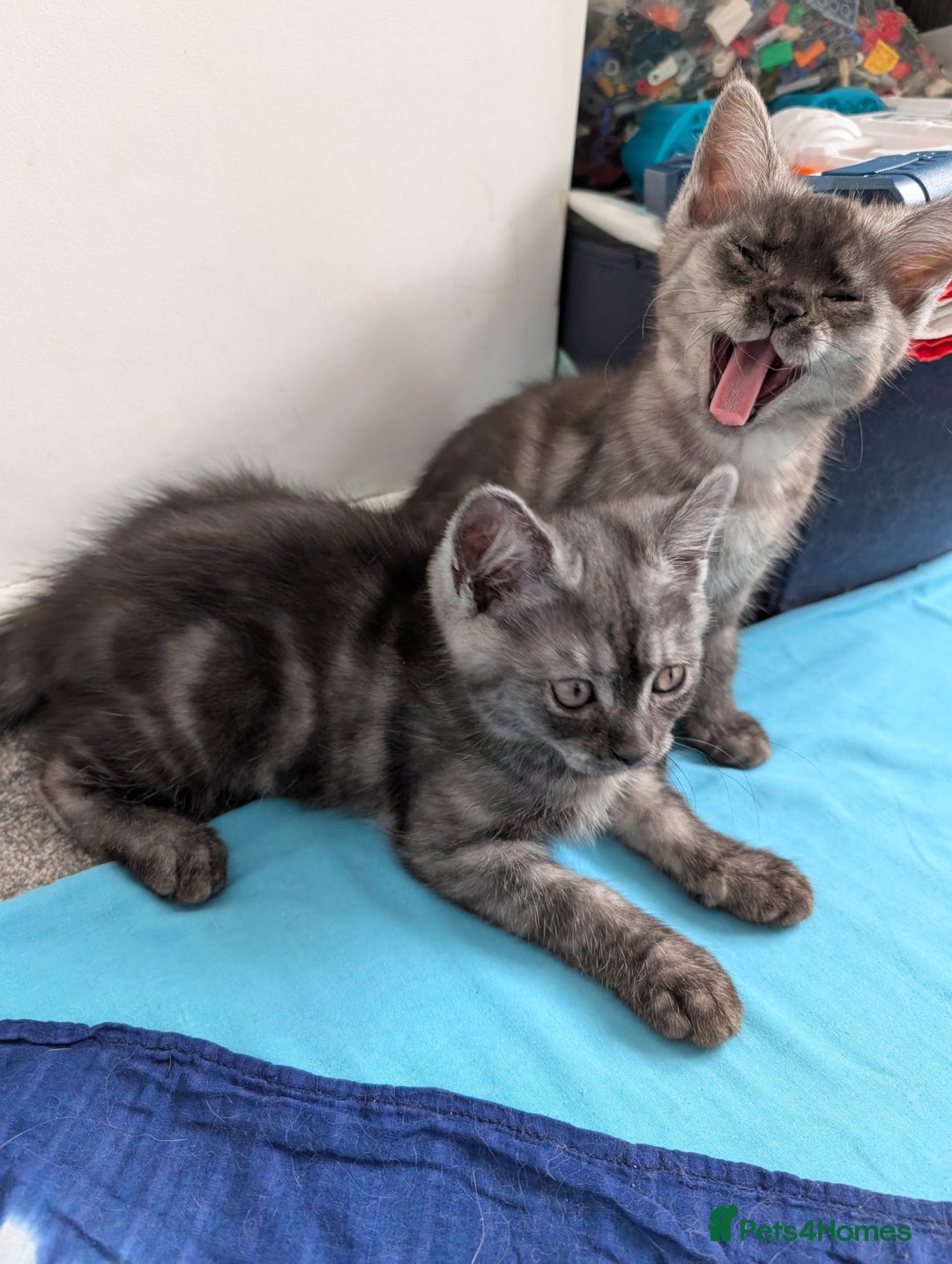 Persian cats for sale: Beautiful mixed Persian kitten 🐾 - Image 21