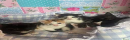 Mixed Breed cats for sale: 5 kittens for sale, mixed breed, mixed colours - Advert 1