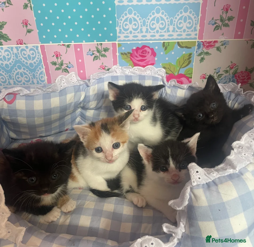 Mixed Breed cats for sale: 5 kittens for sale, mixed breed, mixed colours - Advert 1