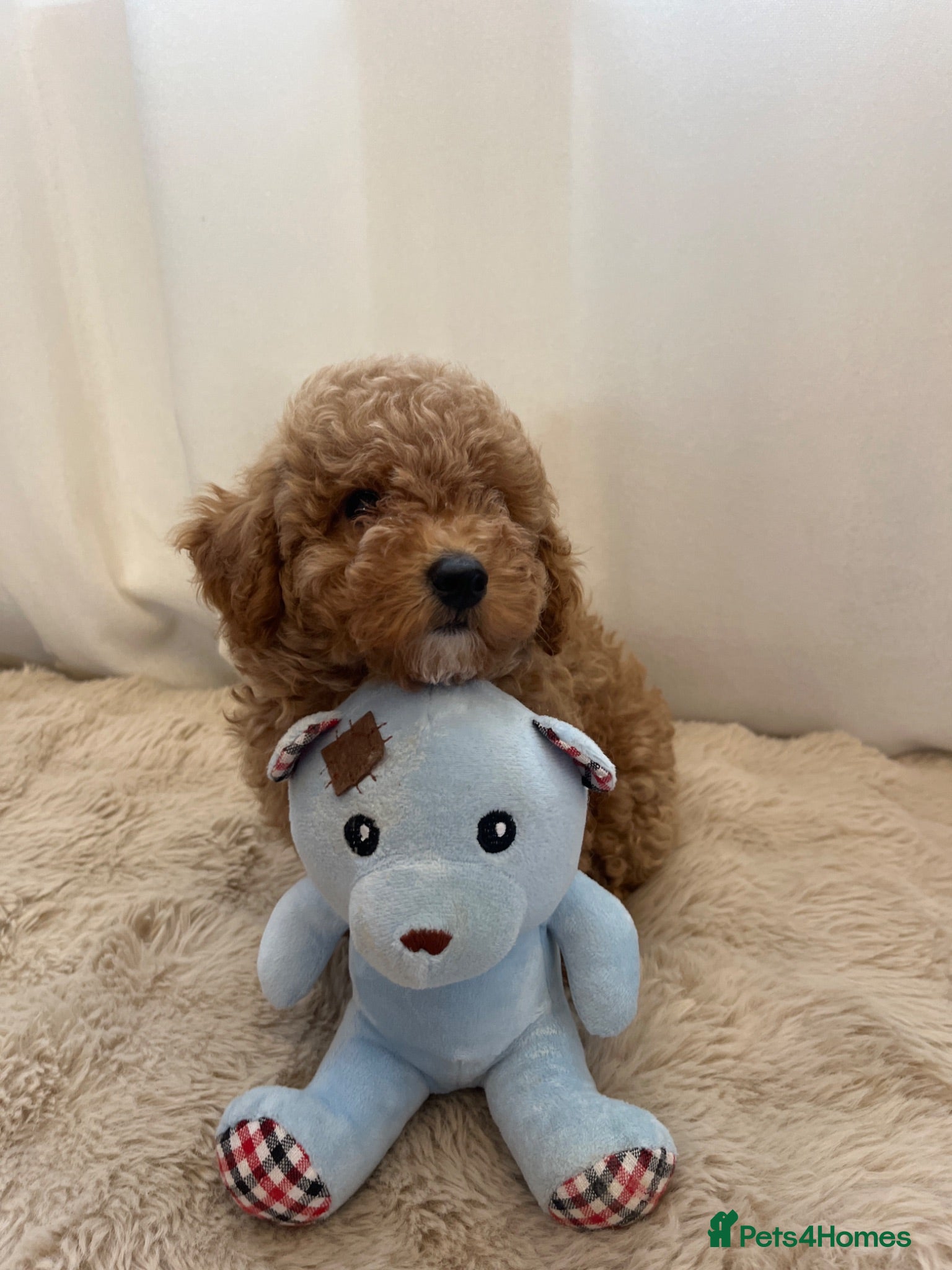 Miniature Poodle dogs boy miniature poodle  - Advert 1