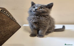 British Shorthair cats for sale: 2 beautiful boys ready now - Image 3