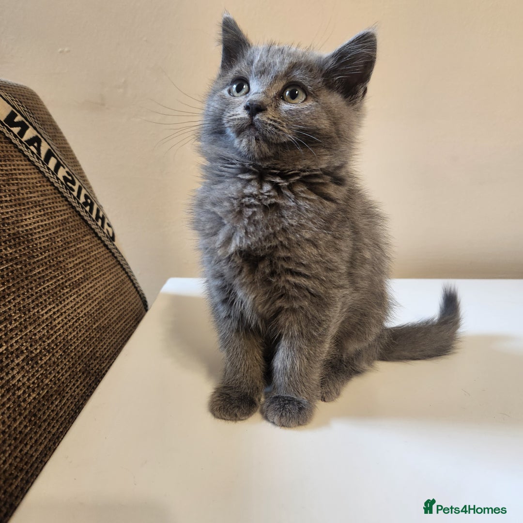 British Shorthair cats for sale: 2 beautiful boys ready now - Image 3
