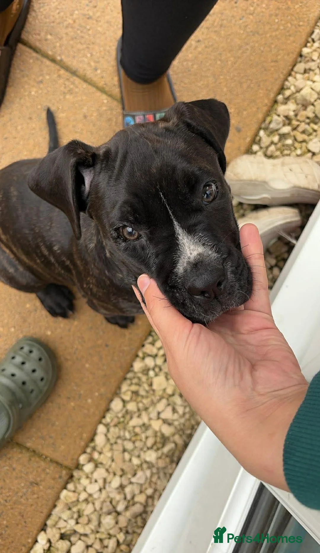 Cane Corso dogs for sale: Rehoming cane corso female 11 weeks - Advert 2
