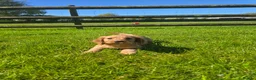 Cockapoo dogs for sale: Cockapoo puppies  - Advert 3