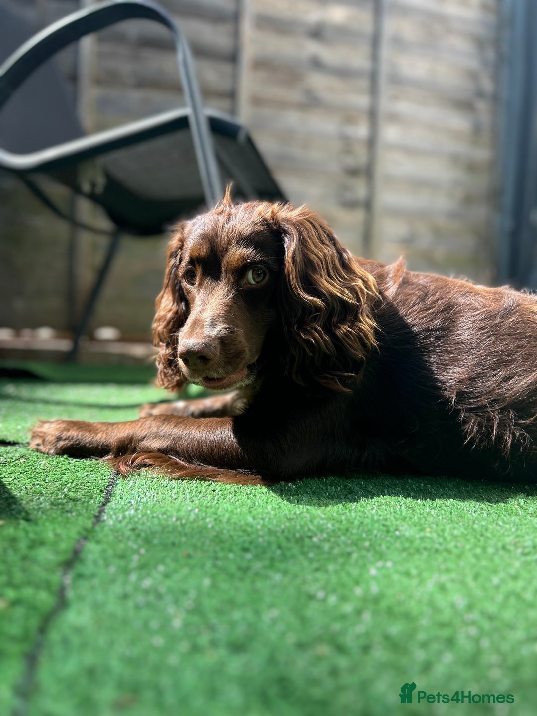 Cocker Spaniel dogs for stud: Chase - Image 6