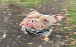 Mixed Breed dogs for sale: Beautiful American Bulldog x for Rehome - Image 1