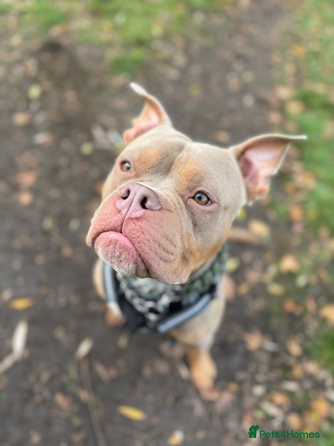 Mixed Breed dogs for sale: Beautiful American Bulldog x for Rehome - Image 1