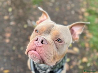 Mixed Breed dogs Beautiful American Bulldog x for Rehome - Advert 1