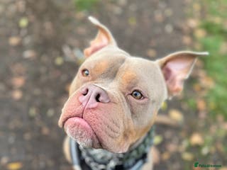 Mixed Breed dogs Beautiful American Bulldog x for Rehome - Advert 5