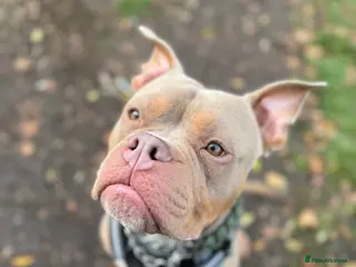 Mixed Breed dogs Beautiful American Bulldog x for Rehome - Advert 3