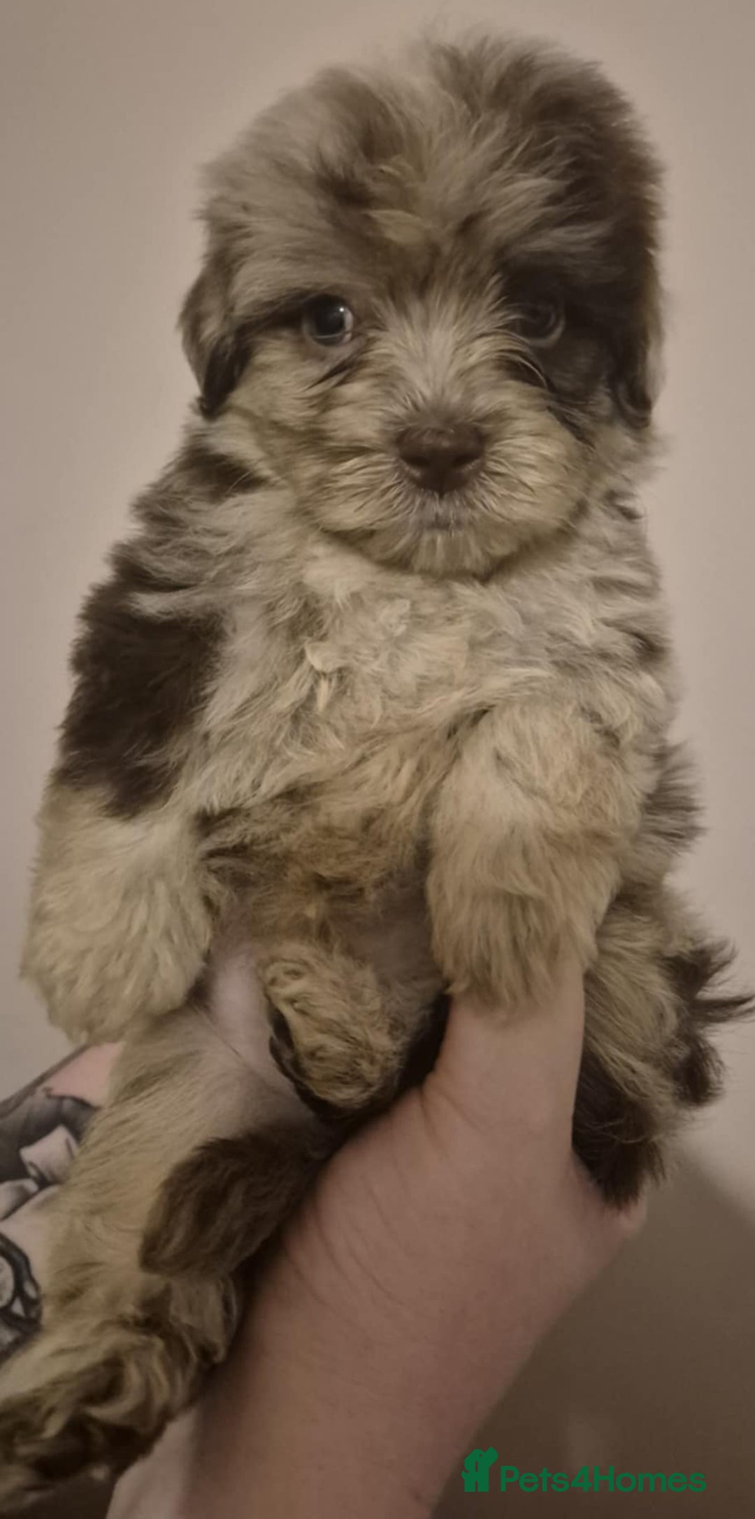 Shihpoo dogs for sale: Beautiful Chocolate & Tan Girl Ready Next Week  - Image 6