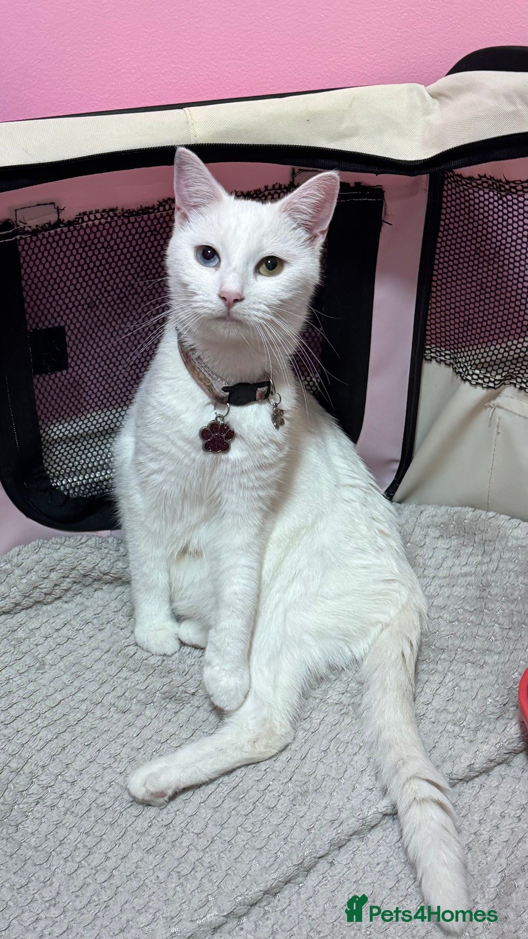 Mixed Breed cats for sale: Kittens looking for forever home - Advert 5