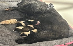 Shih Tzu dogs for sale: Last girl left out of litter of 4 shih tzu pups - Image 3