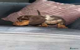 Miniature Dachshund dogs for sale: 5 gorgeous mini dachshund puppies - Image 22