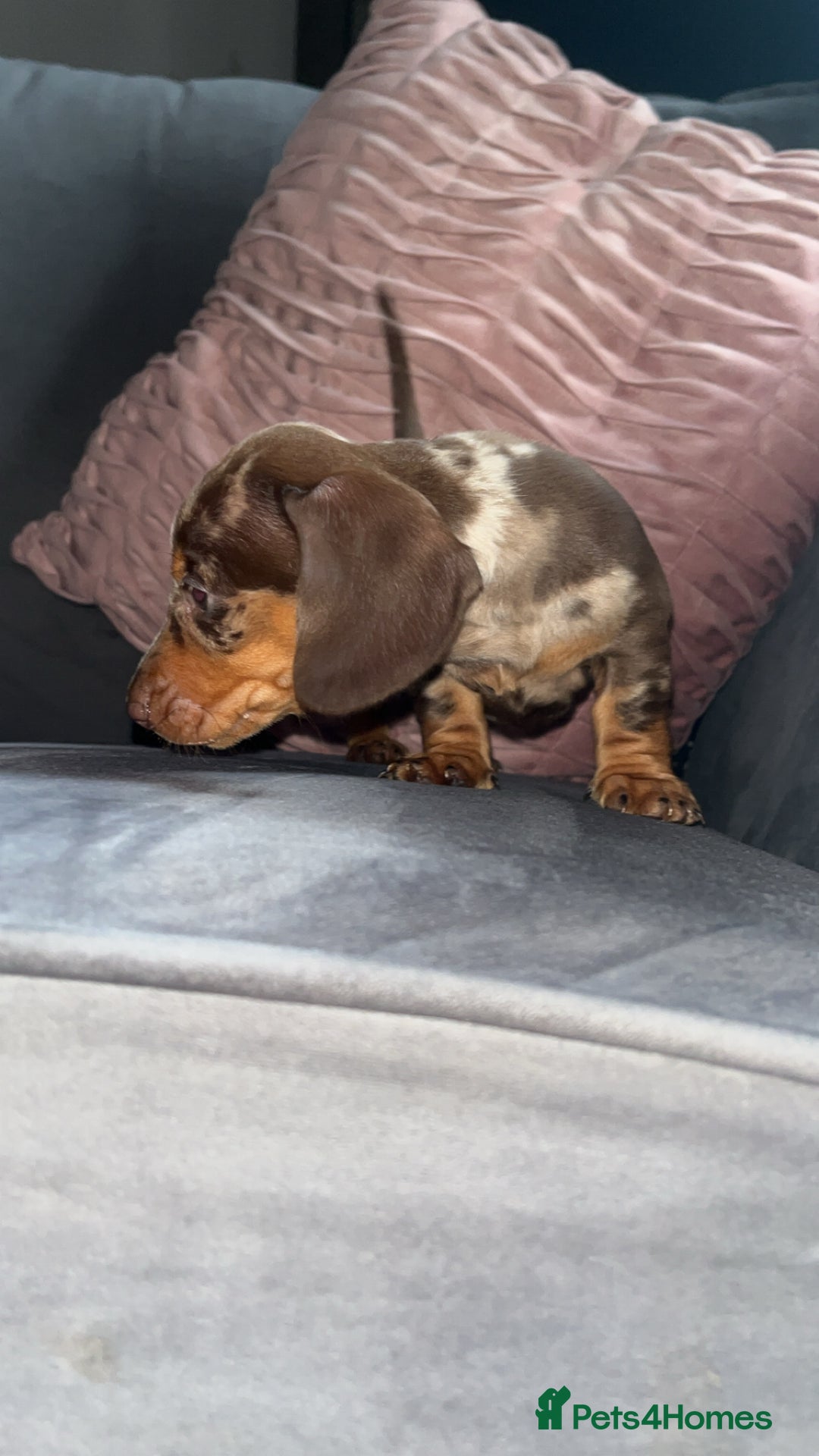 Miniature Dachshund dogs for sale: 5 gorgeous mini dachshund puppies - Image 22