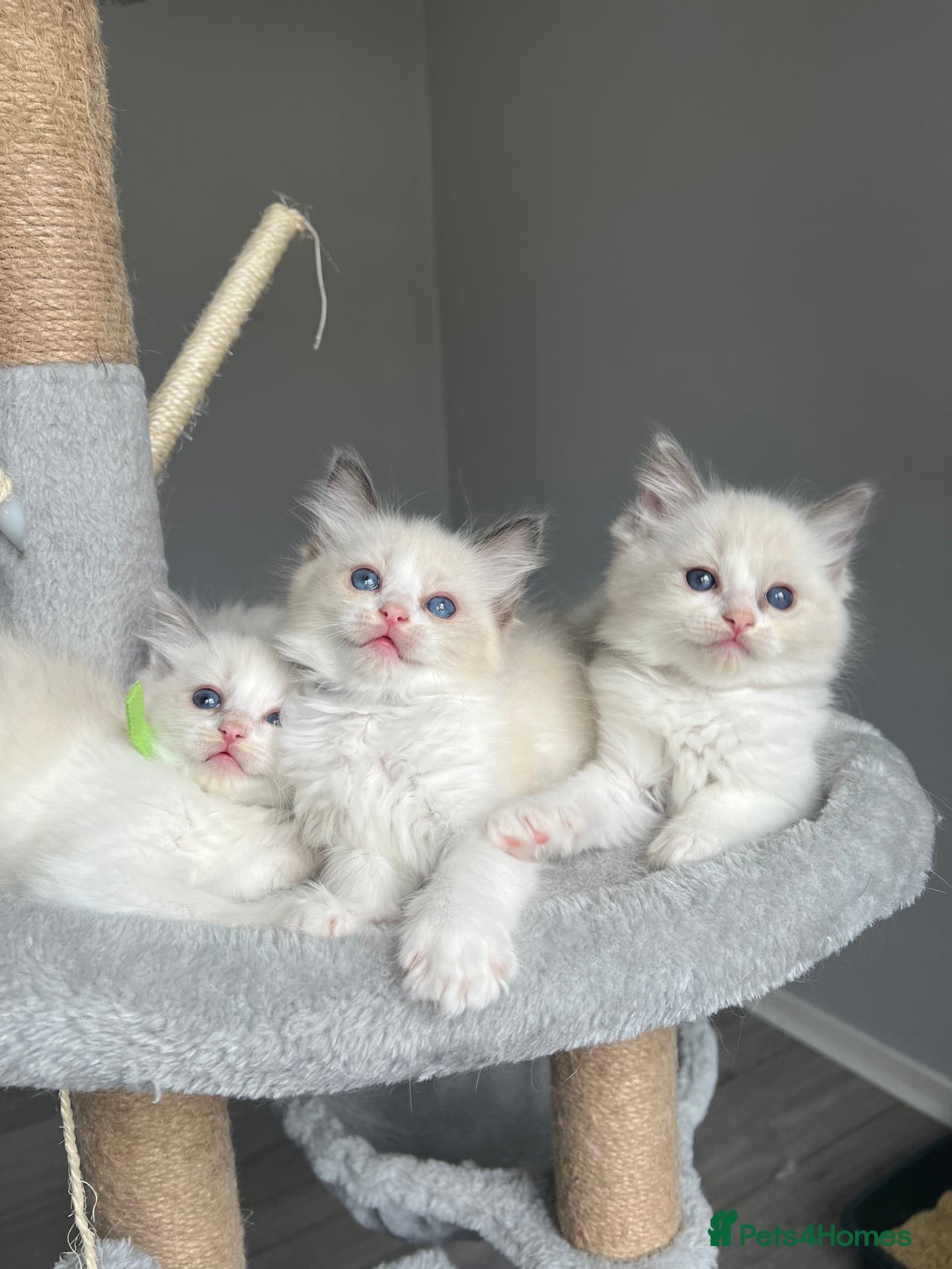 Ragdoll cats for sale: REGISTERED Ragdoll kittens HCM/PKD clear - Image 24