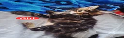 Mixed Breed cats for sale: 2 beautiful mix kittens 🤩Ready now  - Advert 2