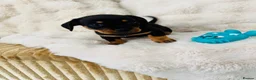 Mixed Breed dogs for sale: miniature dachshunds+French bulldog in Cardiff - Advert 3