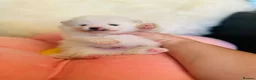 Pomeranian dogs for sale: KC white pomeranian pups ready now !  - Advert 17