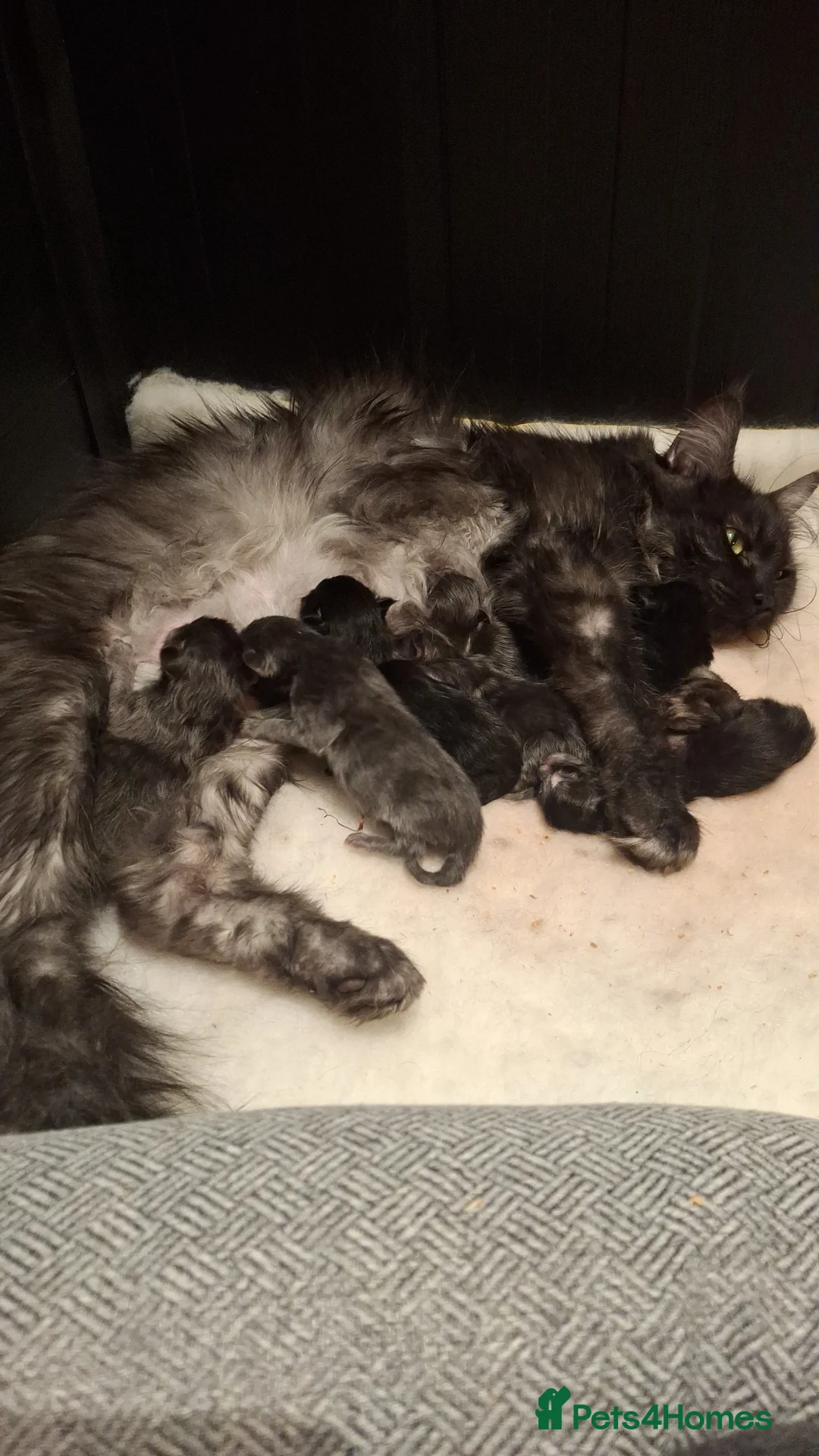 Maine Coon cats for sale: 8 GCCF Pedigree Maine Coon Kittens - Blue & Black  - Advert 2