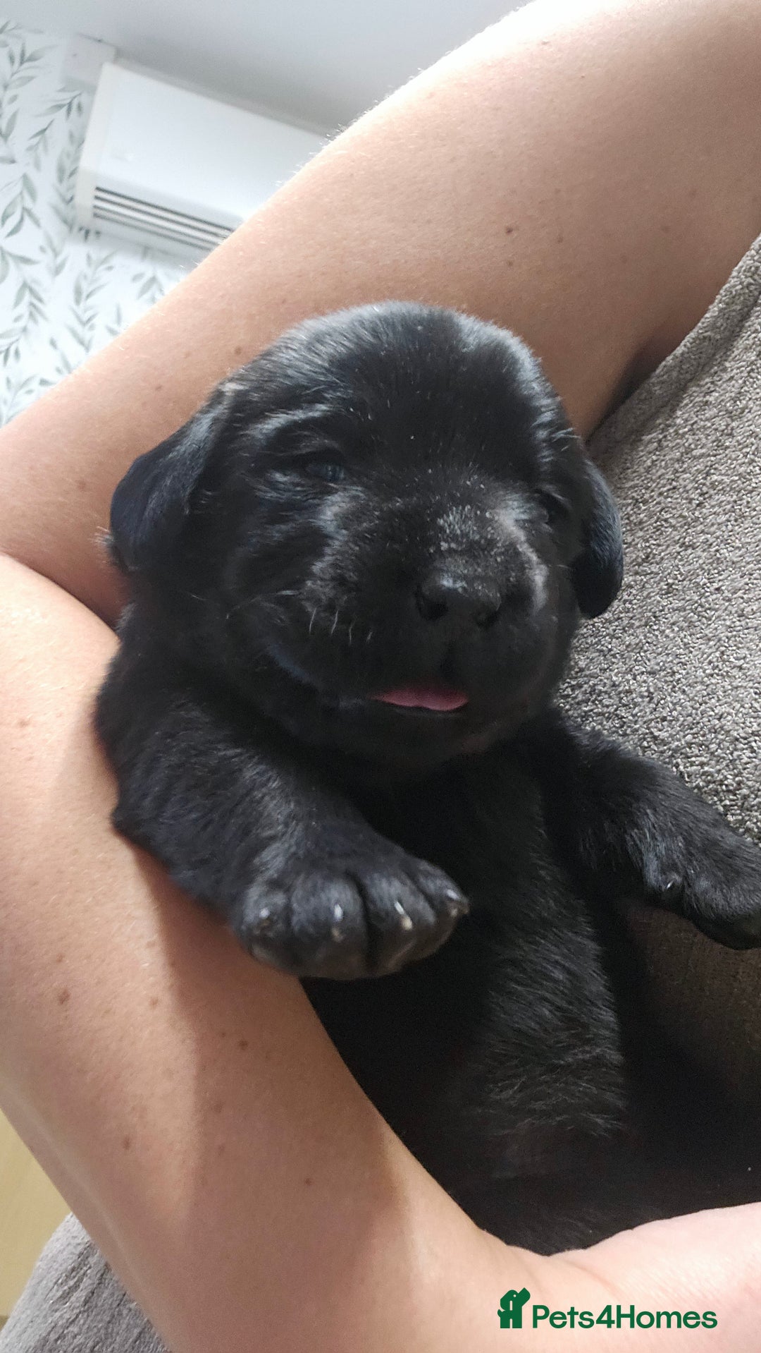 Labrador Retriever dogs for sale: Beautiful KC Show Line Labrador Puppys  - Advert 14