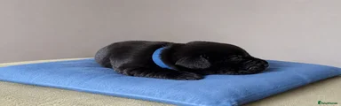 Labrador Retriever Puppy 5