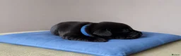 Labrador Retriever dogs for sale: KC Registered Pedigree Labrador Puppies - Advert 4