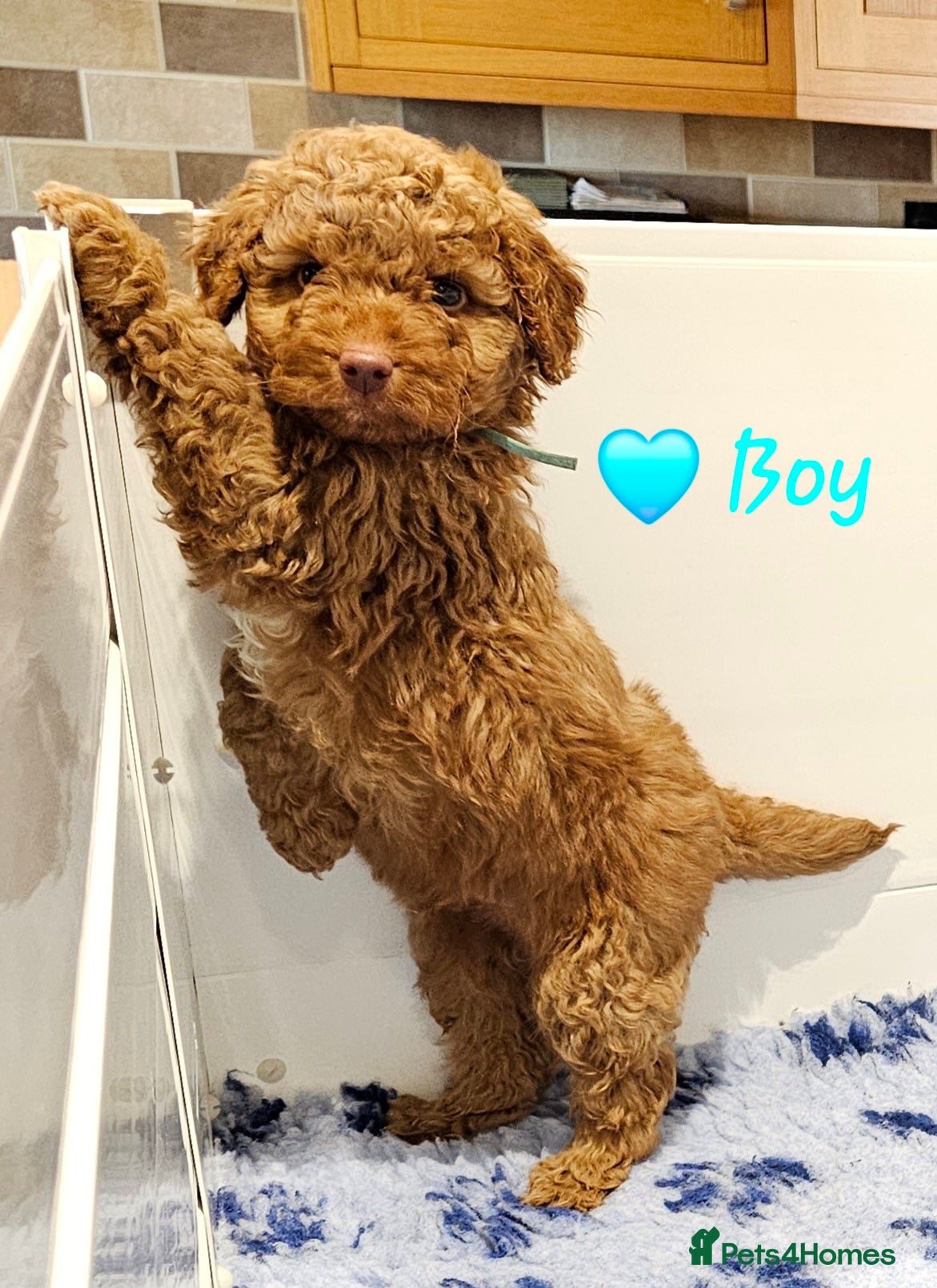 Australian Labradoodle dogs Stunning Miniature Australian Labradoodle pups - Advert 3