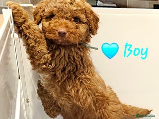 Australian Labradoodle dogs Stunning Miniature Australian Labradoodle pups - Advert 3