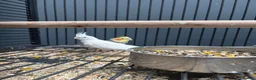 Cockatiels birds for sale: Stunning Various Young Cockatiels - Advert 5