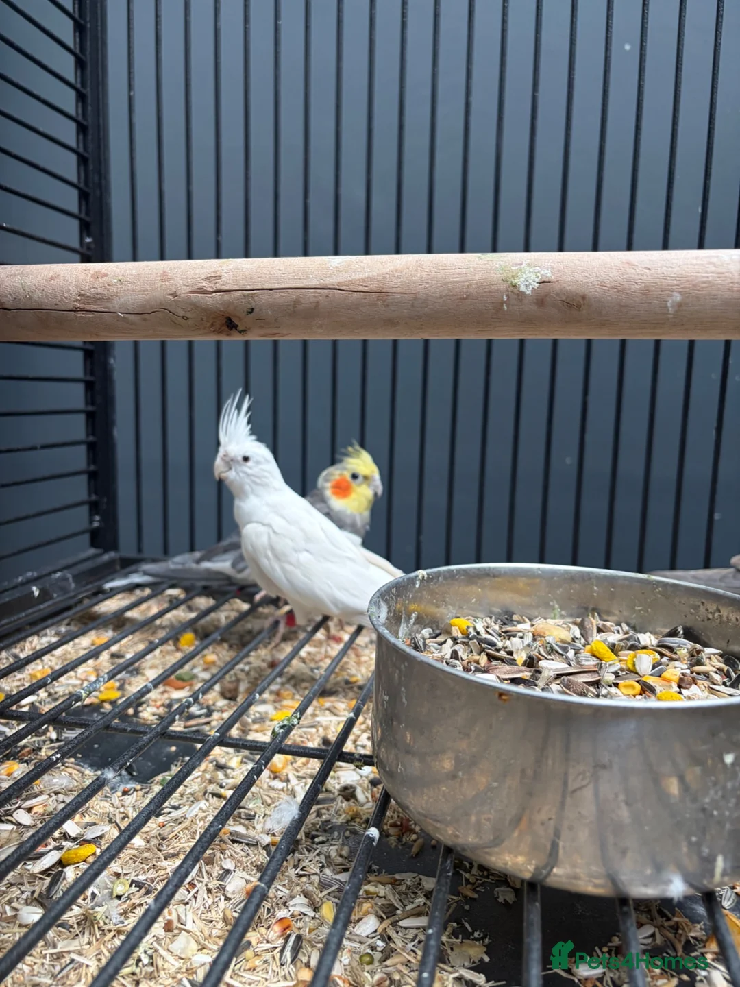 Cockatiels birds for sale: Stunning Various Young Cockatiels - Advert 5
