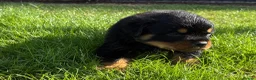 Rottweiler dogs for sale: 🏆🐾 5STAR BREEDERS🐾🏆KC REG girl and boys 💖💙 - Advert 37