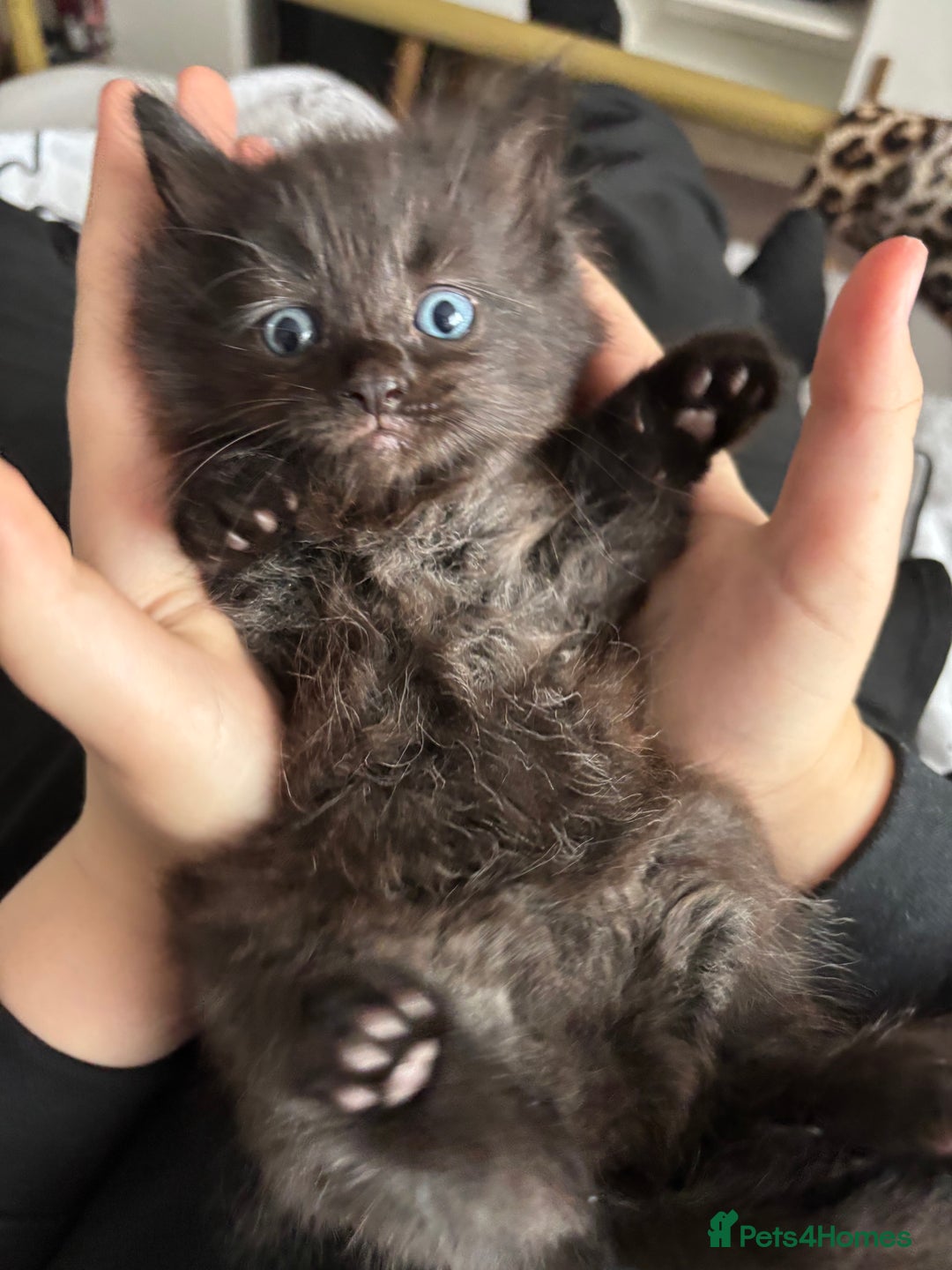 Ragdoll cats for sale: Half ragdoll kittens - Image 1