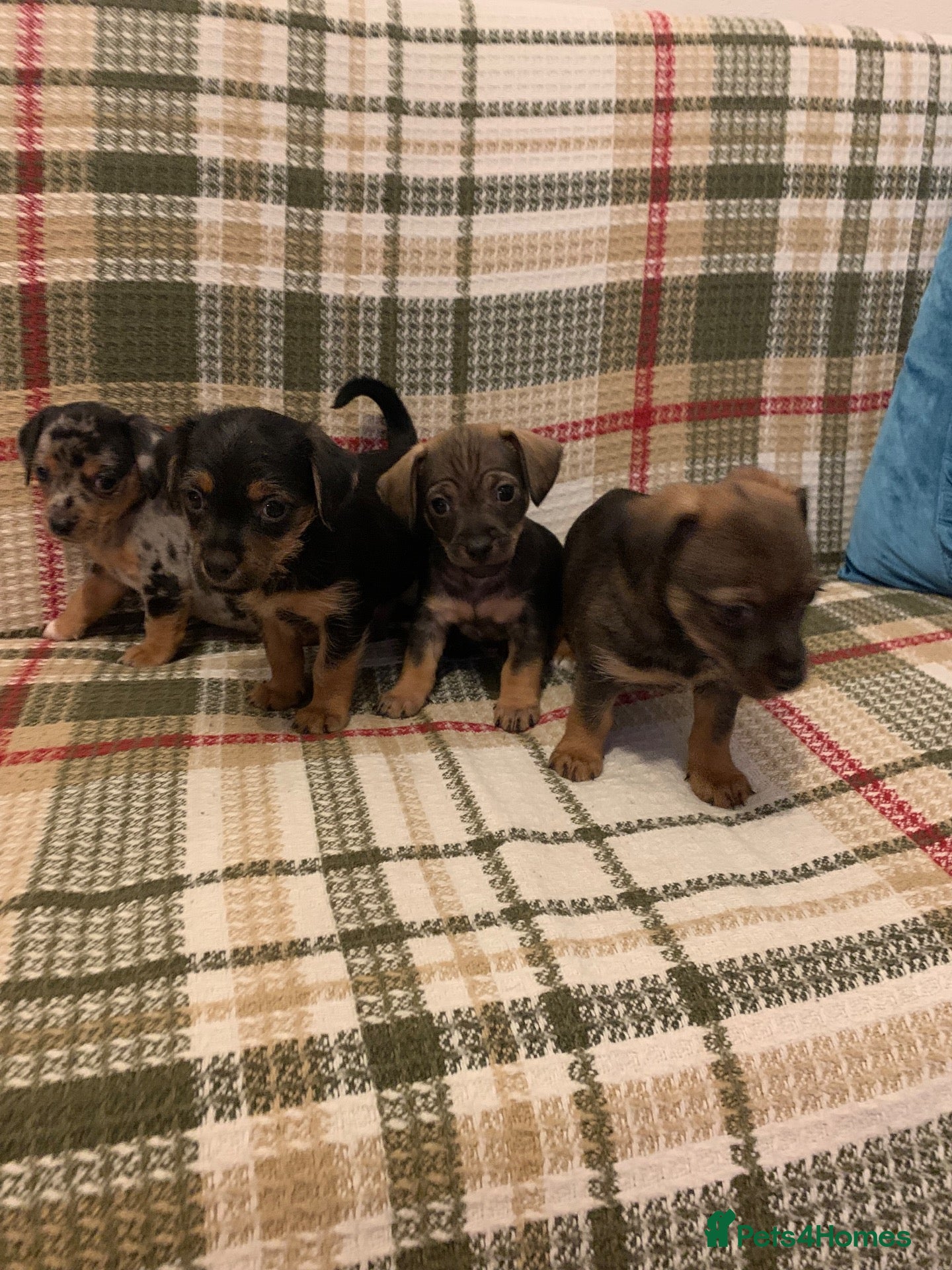 Mixed Breed dogs Dashund and Yorkshire terrier puppies - Advert 1