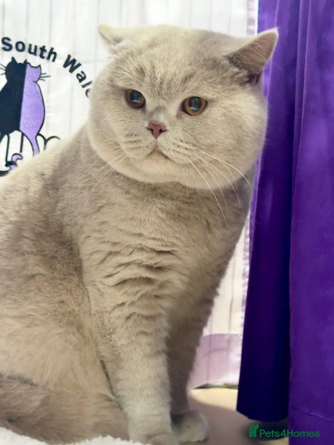 British Shorthair cats for sale: Grand Champion Sired British Shorthair Kittens - Advert 7