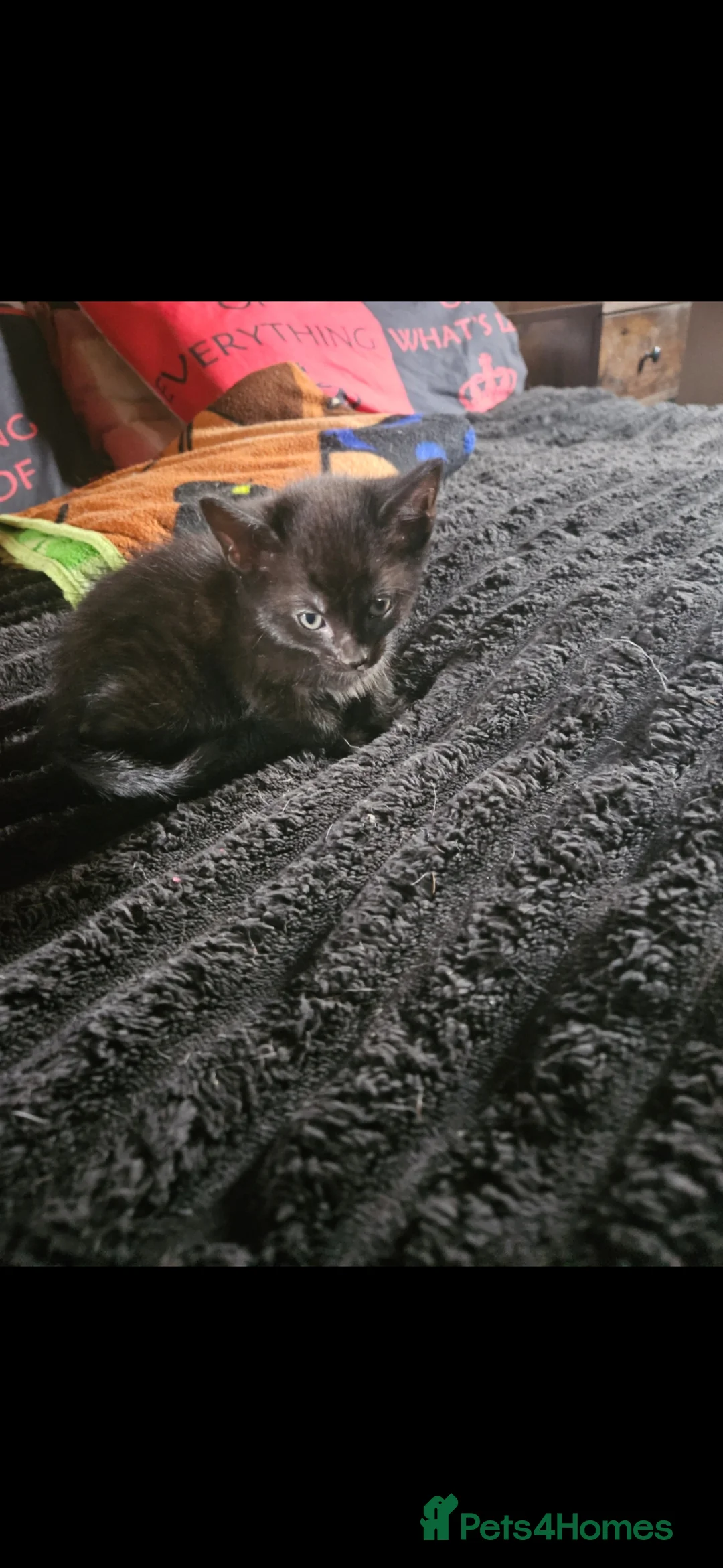 Mixed Breed cats for sale: russian  blue x  kittens  - Advert 2