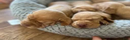 Hungarian Vizsla dogs for sale: Crufts Best in Show & Elite working Bloodlines - Advert 24
