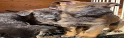 German Shepherd dogs for sale: Working Line German Shepherd Puppies - Cornwall in Hayle - Advert 26