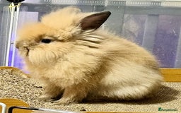 Lionhead rabbits for sale: Double Mane (f)&No Mane(m) Lionhead £50 & £2 - Image 21