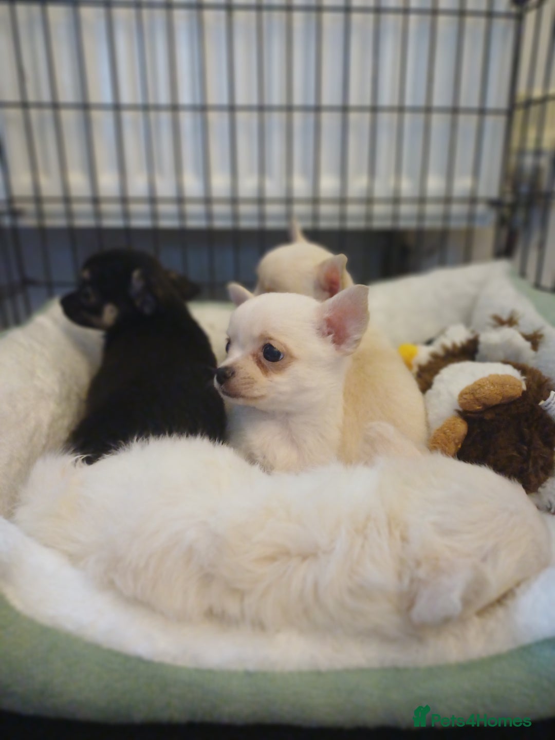 Chihuahua dogs for sale: Pedigree chihuahua puppies for sale - Advert 9