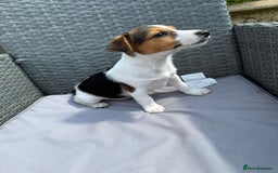 Jack Russell dogs for sale: Jack Russell pups in Bilston - Image 5