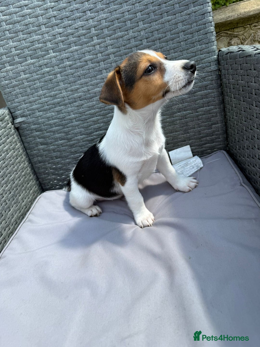 Jack Russell dogs for sale: Jack Russell pups in Bilston - Image 5