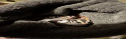 Sugar Glider rodents for sale: Two Sugar Glider babies with lineage - Advert 5