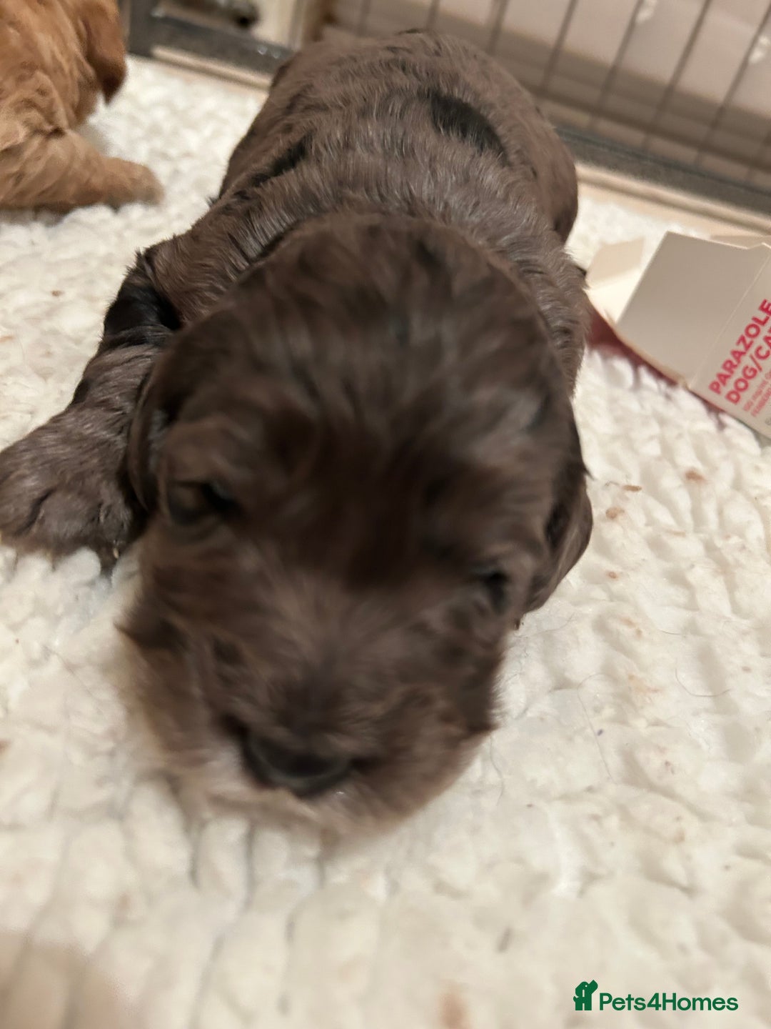 Mixed Breed dogs for sale: Beautiful miniature labradoodle puppies  - Advert 23