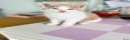 British Shorthair cats for sale: British Shorthair Ragdoll cross kittens  - Advert 8