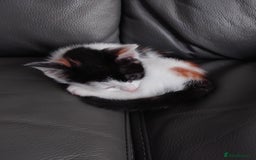 British Shorthair cats for sale: Calico kitten  - Image 2