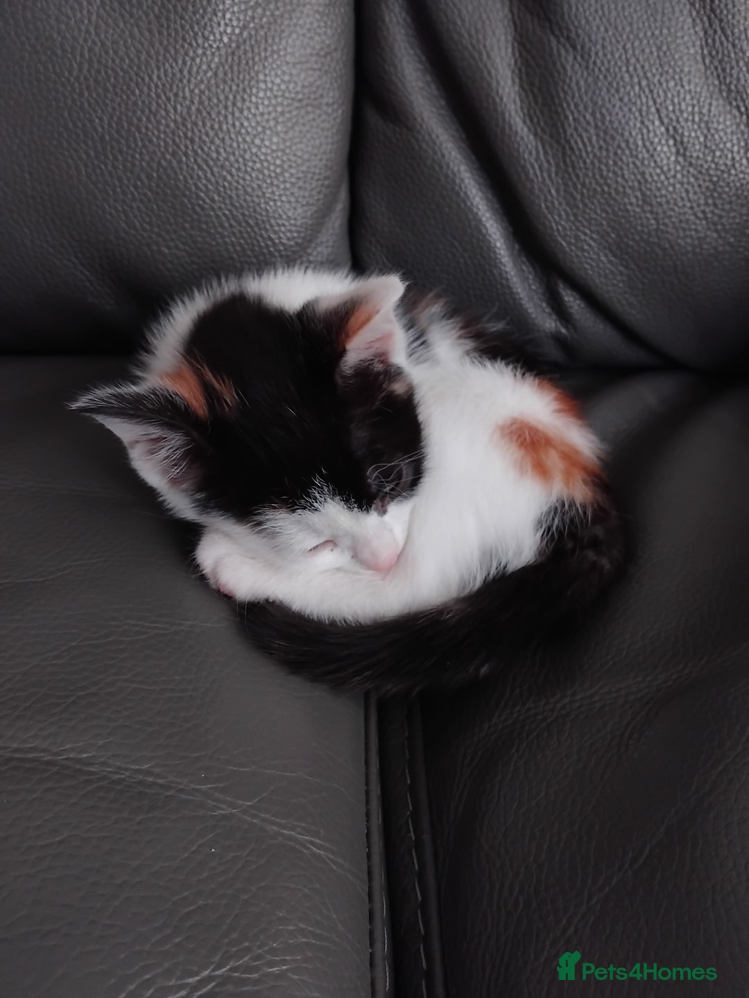 British Shorthair cats for sale: Calico kitten  - Image 2