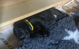 Labrador Retriever dogs for sale: X2 black Labrador puppies ready before **  - Image 3
