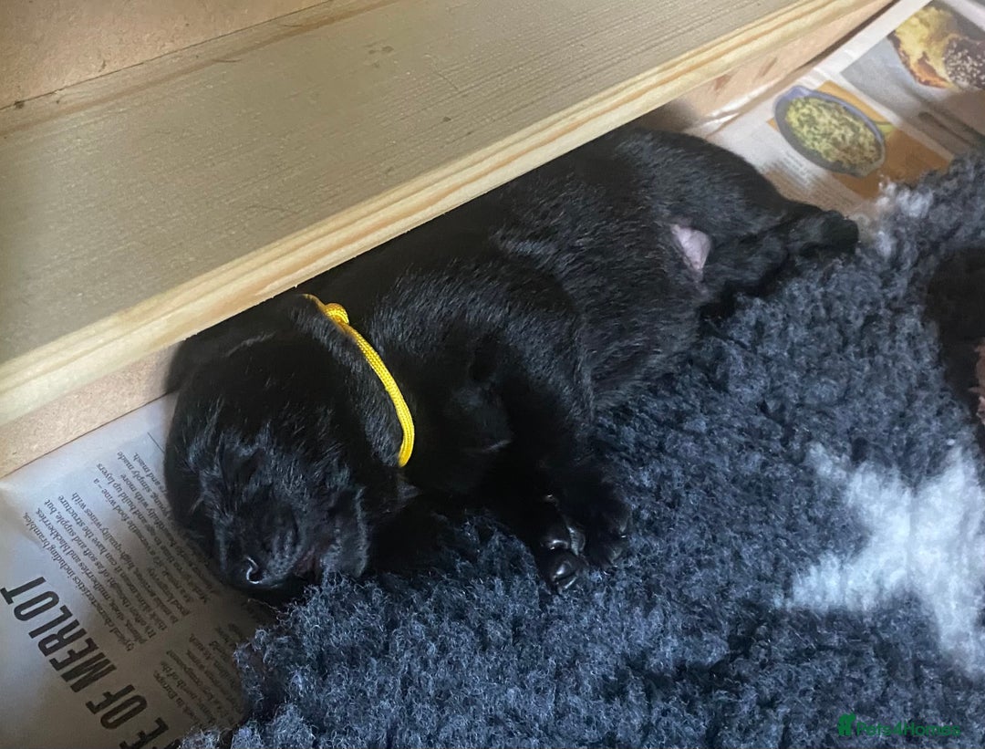 Labrador Retriever dogs for sale: X2 black Labrador puppies ready before **  - Image 3