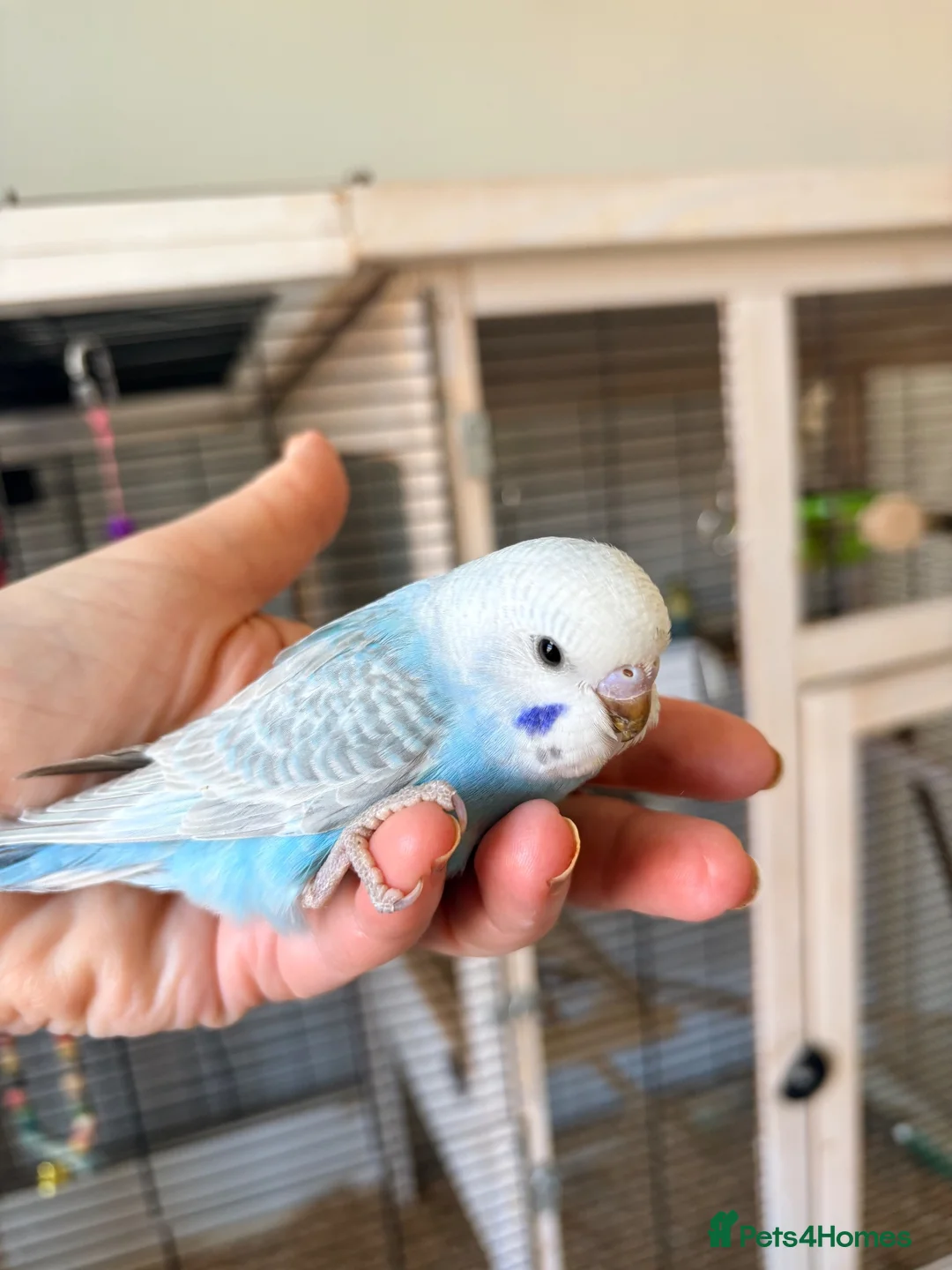 Budgerigars birds for sale: Beautiful baby budgies - Advert 7